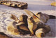 Ecuador Postcard Sent To Denmark 19-12-1986 (Tame Sea-lions At Galapagos Islands) - Ecuador