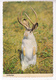 Western Jackalope, Unused Postcard [22478] - Humour