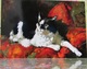 Black And White Cat On A Velvet Pillow Art Modern Russian Postcard Chat Noir Et Blanc Schwarze Und Weiße Katze - Chats