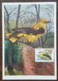 Hongrie - Carte Maximum / CM 1962 - Faune / Oiseaux / Loriot D'Europe - Maximum Cards & Covers