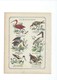 Les Echassiers Histoire Naturelle Couverture De Cahier 220 X 175 TB 3 Scans - Book Covers