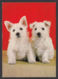 89678/ CHIEN, CHIENS, Westies - Cani