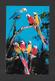 ANIMAUX - ANIMALS - OISEAUX - BIRDS - MACAWS - PARROT JUNGLE FLORIDA - PARROTS - PERROQUETS - BY KOPPEL COLOR CARDS - Oiseaux