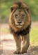 South Africa - 2018 Big Five Lion Postcard Mint - Big Cats (cats Of Prey)