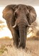 South Africa - 2018 Big Five Elephant Postcard Mint - Elefanten