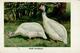 Huhn Weiße Perlhühner Sign. Zander, K. Künstlerkarte I-II - Sonstige & Ohne Zuordnung