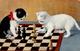 Schach Katzen  Künstlerkarte I-II Chat - Chess