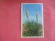 Yuccas In Bloom In West Texas   Ref 3108 - Cactusses