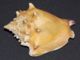 53 - STROMBUS PUGILIS - Mm 65 - Seashells & Snail-shells