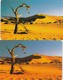 Namibia, NMB-017 And 017a,  Tree In The Desert, 2 Cards, 2 Scans. (SIE 30 And 31) - Namibie