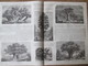 Gravure 1864  Arbres Géants GIANT TREES Baobab Dragonnier Teneriffe  Wellingtonia Chataignier Etna  Platane Bujukdéré - Unclassified