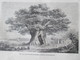 Gravure 1864  Arbres Géants GIANT TREES Baobab Dragonnier Teneriffe  Wellingtonia Chataignier Etna  Platane Bujukdéré - Unclassified