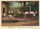 ¤ Chromo Cacao Van Houten - Flamants Roses - Van Houten