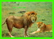 LIONS - UN COUPLE DE LIONS - TRAVEL IN 1992 FROM KENYA - - Leones