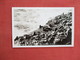 RPPC  Sea Lions Sunning On Rocks At Sea Lion Caves    Ref 3113 - Other & Unclassified