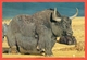 Mongolia. A Yak Bull.Post Card. - Bull