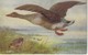 Old Bird Postcard - BRITISH WILD FOWL - Raphael Tuck, Series 9548 - Geese - Artist Eileen Drummond - Oilette - Tuck, Raphael