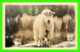 JASPER, ALBERTA - ROCKEY MOUNTAIN GOAT - PHOTO, BY J. A. WEISS - - Jasper