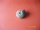Ammonite 160 Grs 7x6cms - Fossiles