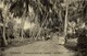 Suriname, TOTTNES, Coconut Palm Trees At Coronie (1910s) Postcard - Suriname