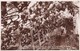 Postcard The World's Largest Vine At Forth Vineyard Kirpen Planted 1891 Average Crop 2000 Bunches RP My Ref  B12747 - Vines