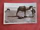 RPPC La Priere Dan Le Desert  Camel         Ref 3118 - Unclassified