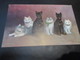 Fantasiekaart Katten - Chats