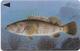 Bahrain - Fish Of Bahrain - Grouper - 40BAHJ (0) - 1996, Used - Bahreïn