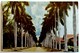 #484  Palm Tree Road In CAMAGUEY - CUBA, Caribbean Sea  - Used Postcard 1970's - Autres & Non Classés