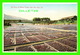 SAN JOSE, CA - 20 ACRES OF DRYING PRUNES -  M. RIEDER, PUB. - - San Jose