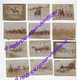 Vers 1880--thème Le Cheval-12photos Albuminées :cheval à La Chasse, En Course Ou Dans La Vie Quotidienne-5,7 X 4,3cm - Anciennes (Av. 1900)
