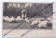 Echassier Landais (40) Gardant Ses Moutons - Autres & Non Classés