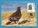 Georgien / Georgian  2007  Mi.Nr. 530 , Greater Spotted Eagle - Schelladler - WWF Maximum Card - Georgian 11.07.2007 - Georgien