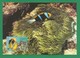 Nauru 2003  Mi.Nr. 554 , Orange-fin Anemone Fish + Leathery Sea Anemone - WWF Official Maximum Card 29.04.03 - Nauru