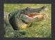 ANIMAUX - ANIMALS - ALLIGATEURS - ALLIGATORS CAN BE FOUND TROUGHOUT FLORIDA - GRAND FORMAT 6¾ X 4¾ Pouces - 16½ X 12 Cm - Autres & Non Classés