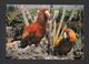 ANIMAUX - ANIMALS - PAROQUETS - PARROTS CAN BE SEEN AT MIAMI'S PARROTS JUNGE- GRAND FORMAT 6¾ X 4¾ Pouces - 16½ X 12 Cm - Oiseaux