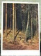 Shishkin. Pine Forest USSR Postcard 1950 Tallin - Russia