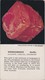 POSTCARD - MINERAL  - THE GEOLOGICAL SOCIETY OF AMERICA -  RHODOCHROSITE - Autres & Non Classés