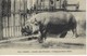 CPA ANIMAUX Et FAUNE - L'HIPPOPOTAME KAKO - Jardin Des Plantes - PARIS - Hippopotames