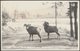 Mountain Sheep On Highway, Alberta, C.1940 - Byron Harmon RPPC - Other & Unclassified