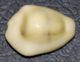 18 - CYPRAEA MONETA - Mm. 18 - Conchiglie