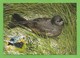 Färöer Inseln 2005 , Wellenläufer / Leach`s Storm Petrel - WWF Official Maximum Card - Torshavn 6.6.2005 - Féroé (Iles)