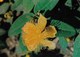 Fleur Millepertuis Hypericum Paeforatum.Hypericacées Sommités Fleuries,antiseptique Et Vulnéraire-publicité :Hémoluol BE - Plantes Médicinales