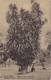BELG. CONGO :1912: PWS/E.P./P.St.-ILLUSTR.** Nr.43 – 5 C. : DRAGON TREE,LIVE,COTTAGE,HUT, - Postwaardestukken