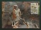 Brunei Darussalam 1991 , Proboscis Monkey / Der Nasenaffe - WWF Official Maximum Card - First Day 30 MAC 1991 - Brunei (1984-...)