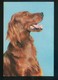 Perro. Ed. Raker Nº 8038-C. Dep. Legal B. 19894-VI. Nueva. - Perros