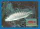 Turks & Caicos Islands 1998 , Cubera Snapper / Cuberaschnapper - WWF Official Maximum Card   FEB 24 1998 - Turks- En Caicoseilanden