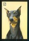 Perro. Ed. FISA, 2ª Serie Animales Domésticos Nº 7. Dep. Legal B. 3480-X. Nueva. - Perros