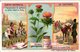 Delcampe - 0969 Liebig 6 Cards- C1909  Plants Used For Colours-Plantes Tinctoriales-Rose-Garance-Gomme-Gutte-Bornéo-Pastel-Indigo - Liebig