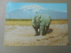 TANZANIE RHINO AT MT. KILIMANJARO  KENSTA WILDLIFE SERIES - Tanzanie